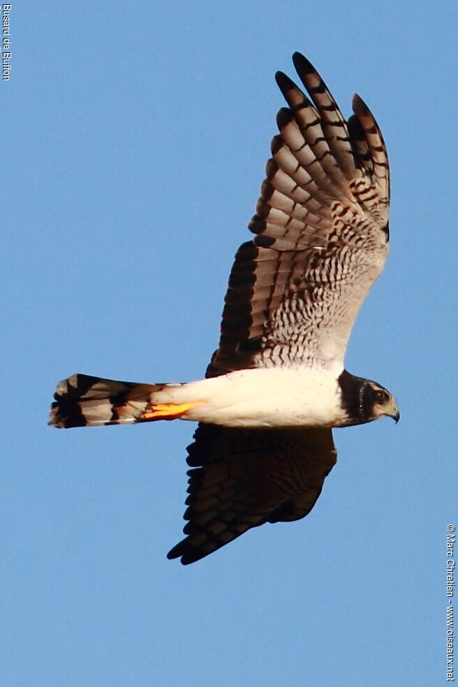 Long-winged Harrieradult