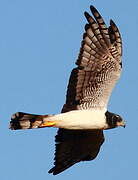 Long-winged Harrier