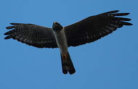 Long-winged Harrier