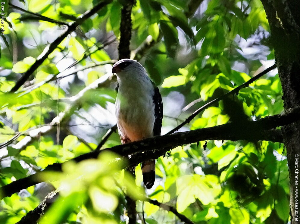 Black-faced Hawkadult