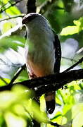 Black-faced Hawk