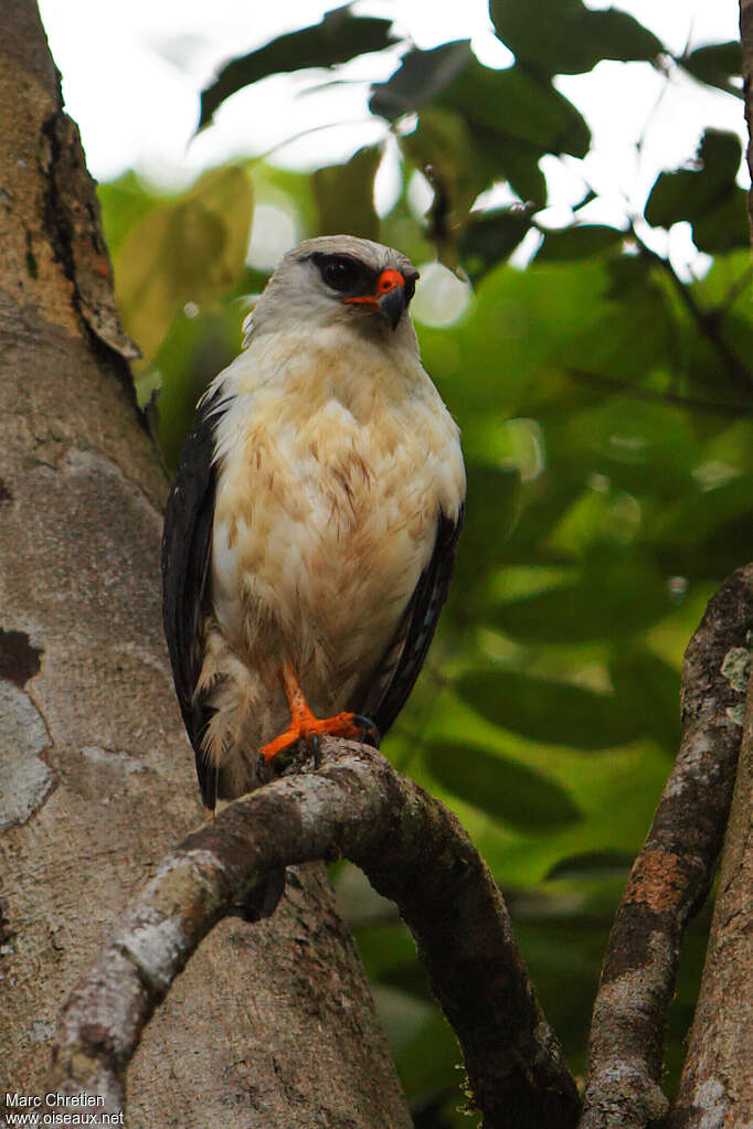 Black-faced Hawkadult, identification