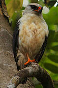 Black-faced Hawk