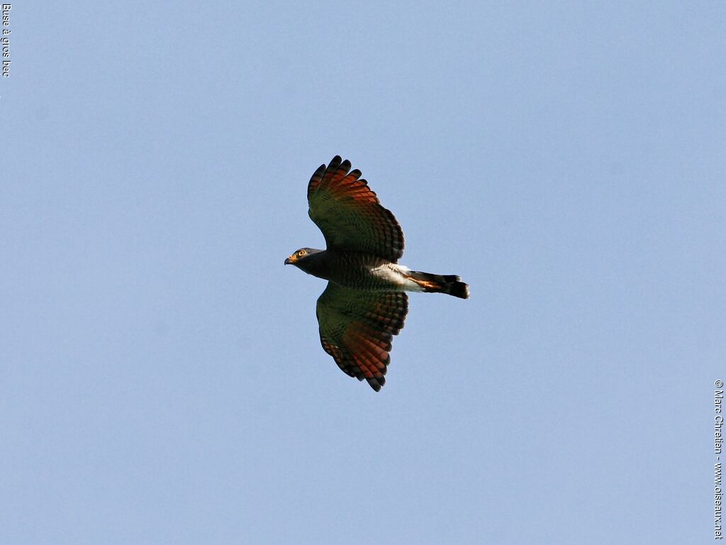 Roadside Hawk