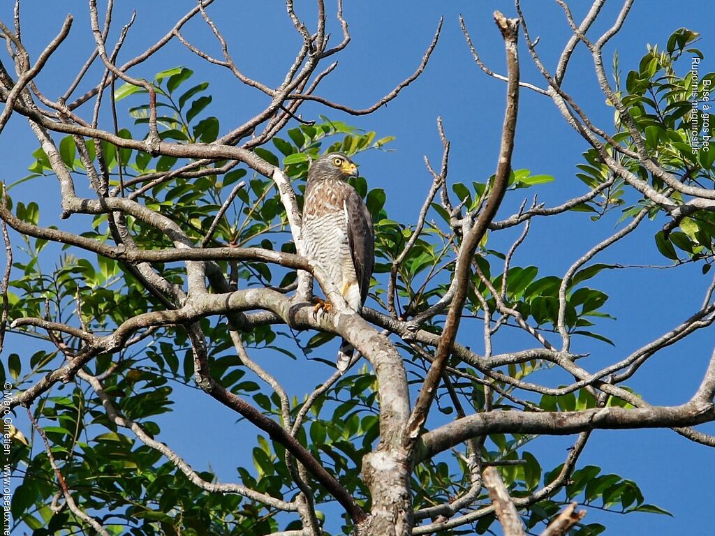 Roadside Hawk