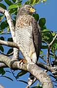 Roadside Hawk