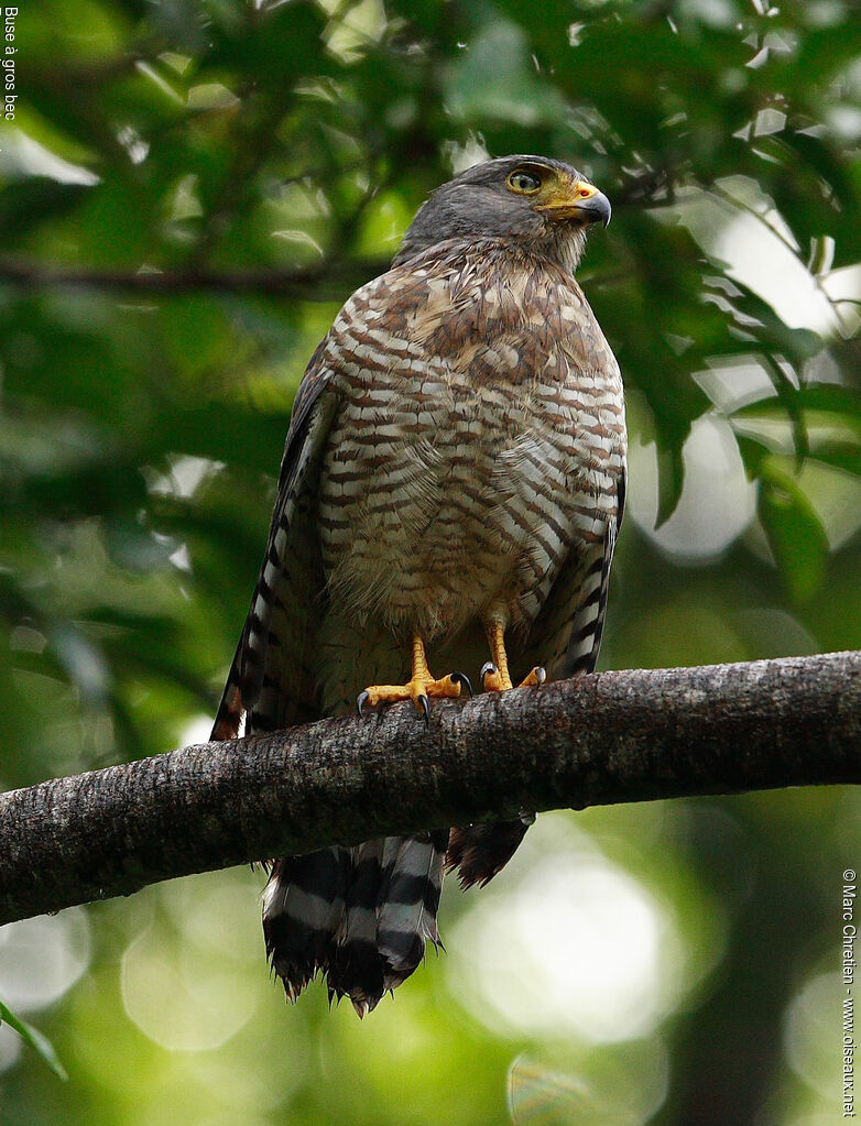 Roadside Hawk