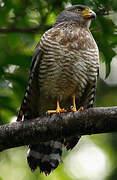 Roadside Hawk