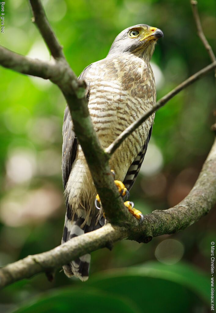 Roadside Hawk