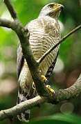 Roadside Hawk