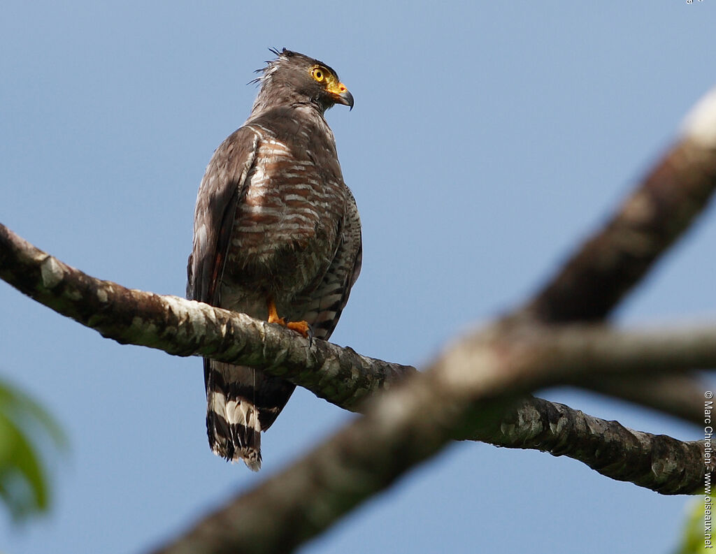 Roadside Hawk