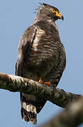 Roadside Hawk