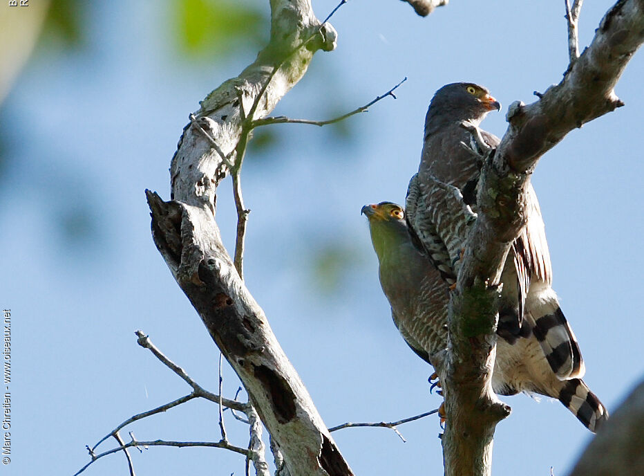 Roadside Hawk adult