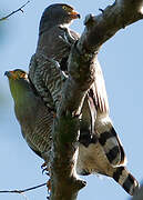 Roadside Hawk