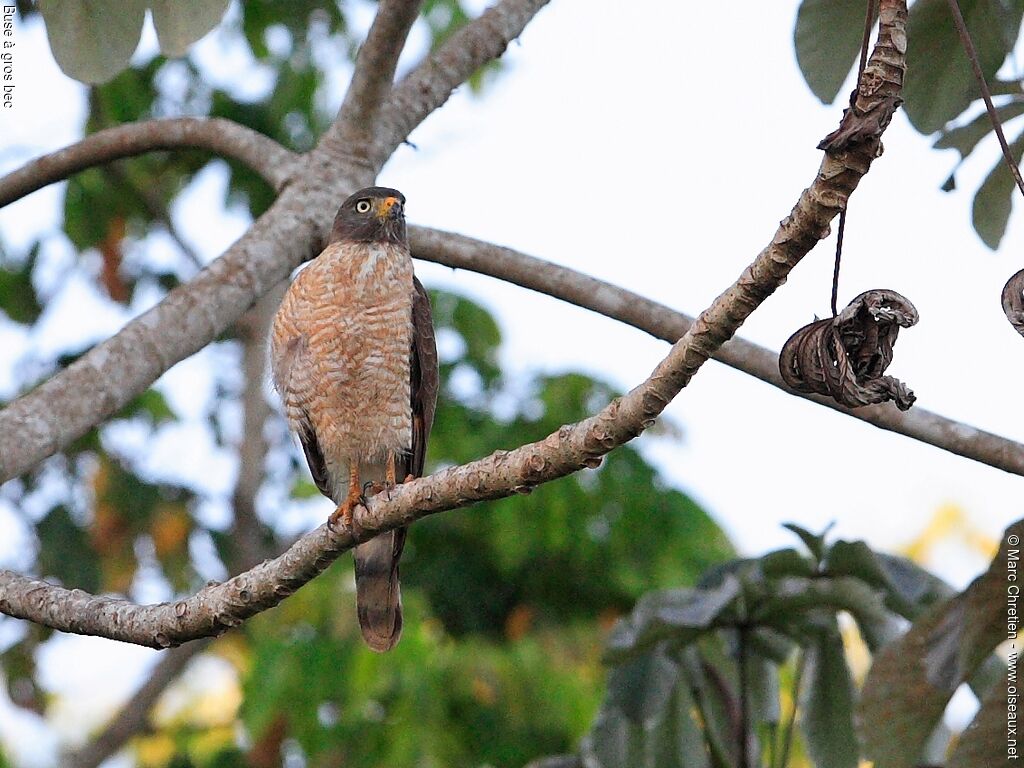 Roadside Hawk