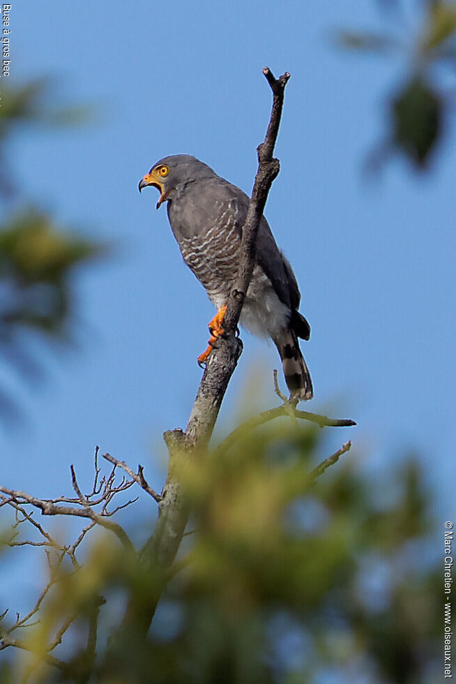 Roadside Hawk