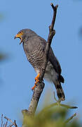 Roadside Hawk