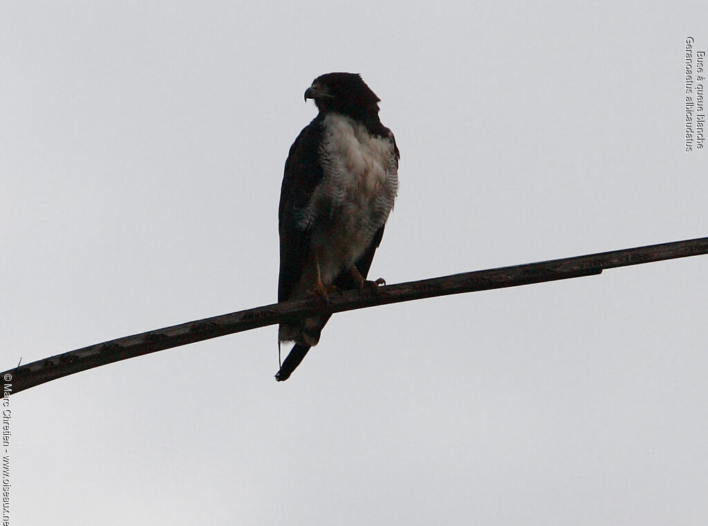 White-tailed Hawk