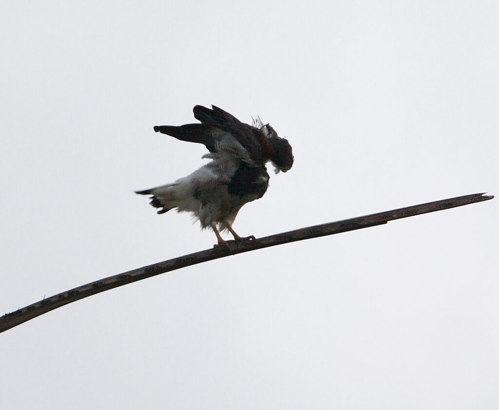 White-tailed Hawk