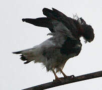 White-tailed Hawk