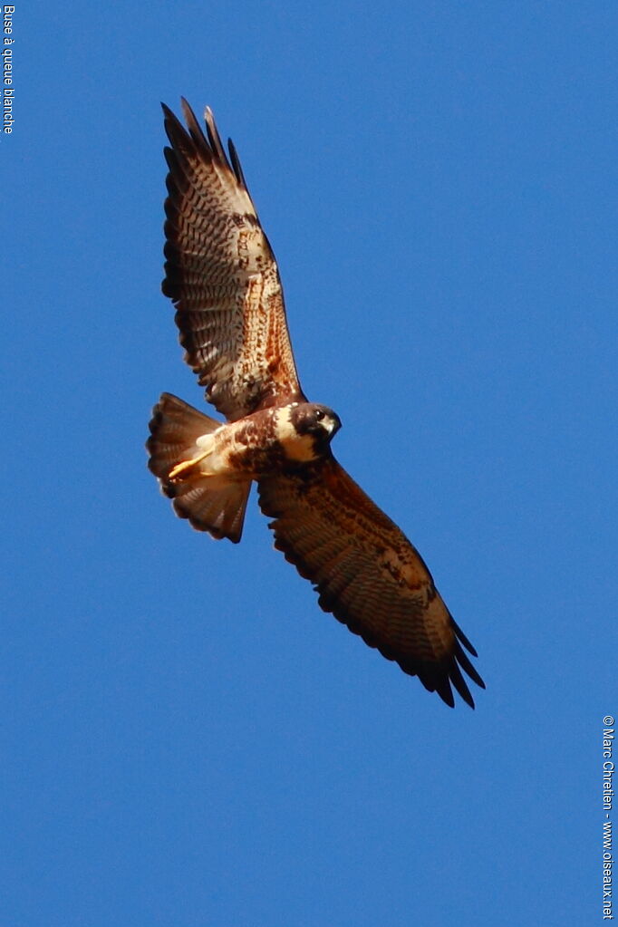 White-tailed Hawk