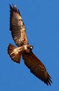 White-tailed Hawk