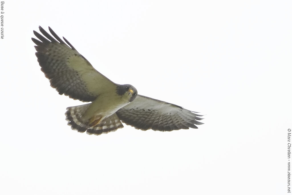 Short-tailed Hawk