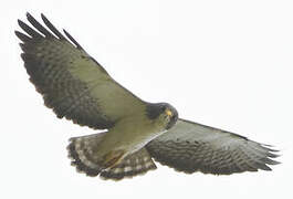 Short-tailed Hawk