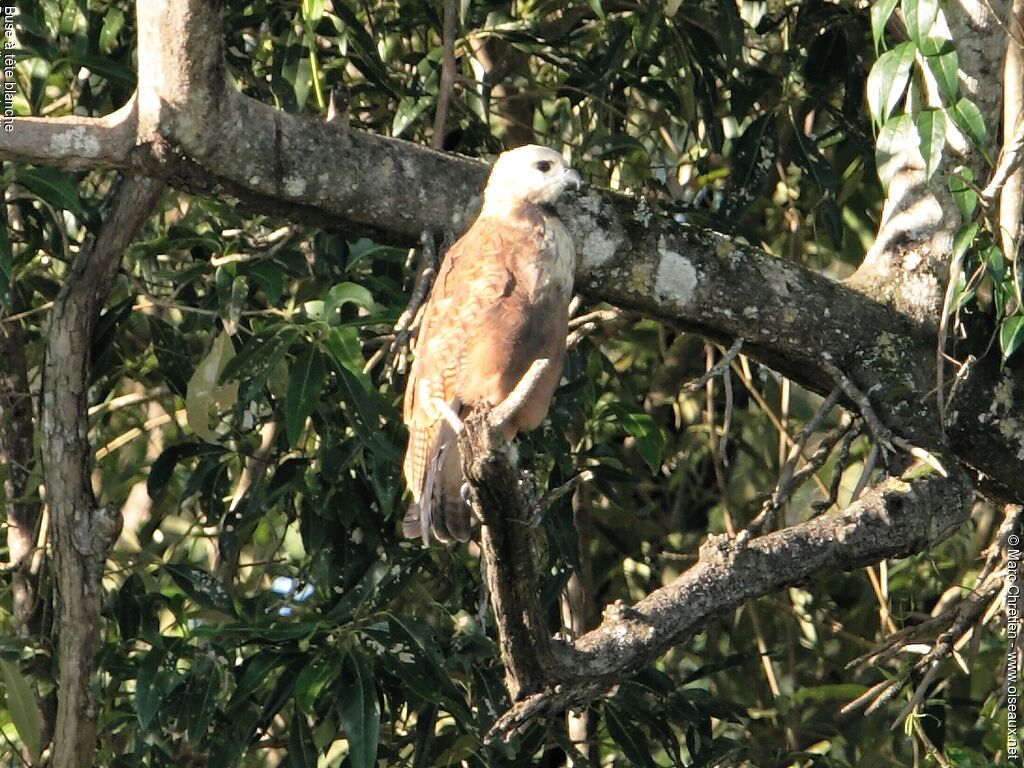 Black-collared Hawk