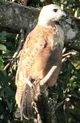 Black-collared Hawk