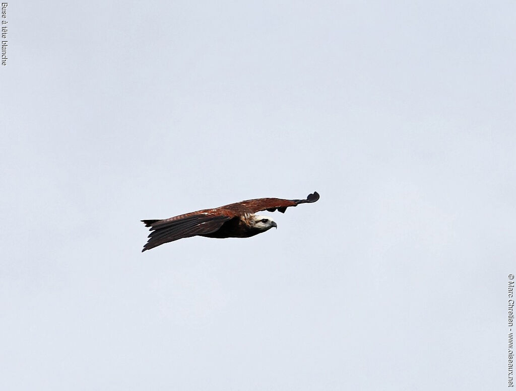 Black-collared Hawk