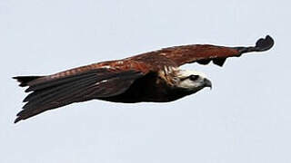 Black-collared Hawk