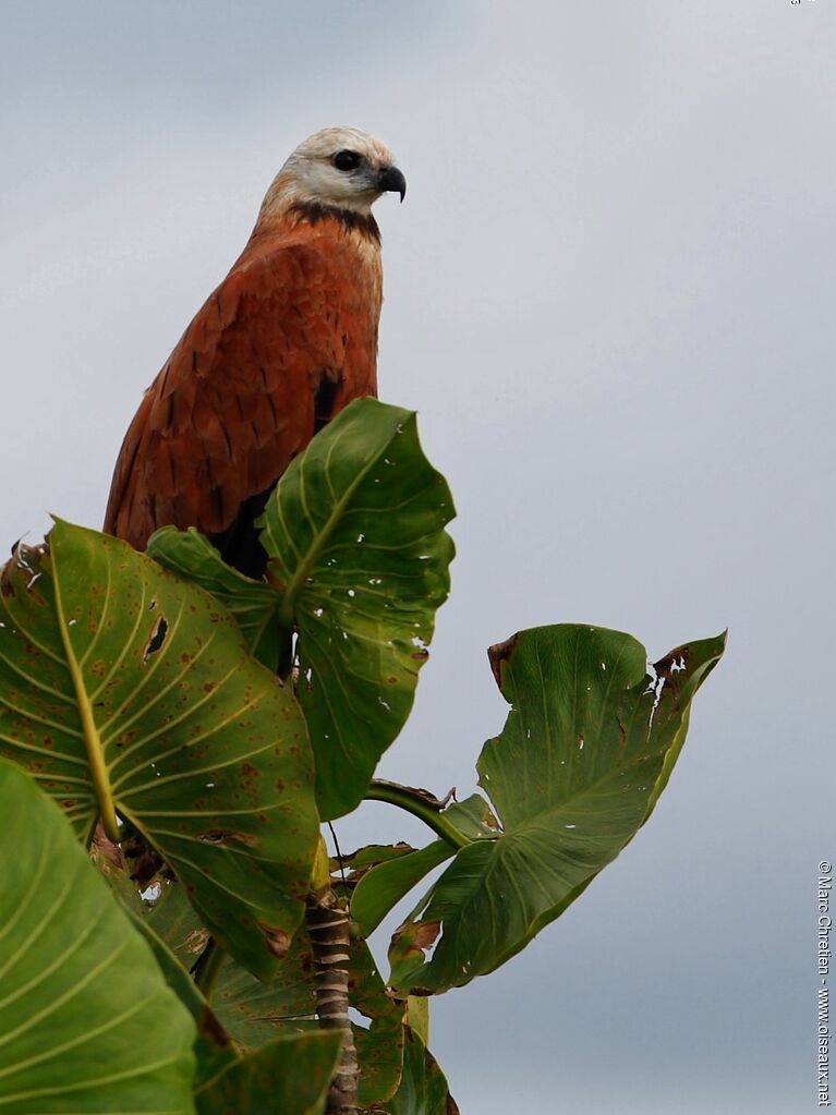 Black-collared Hawk