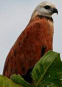 Black-collared Hawk