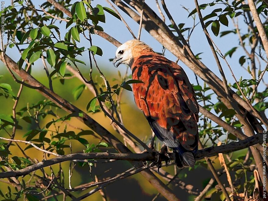 Black-collared Hawkadult