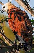 Black-collared Hawk