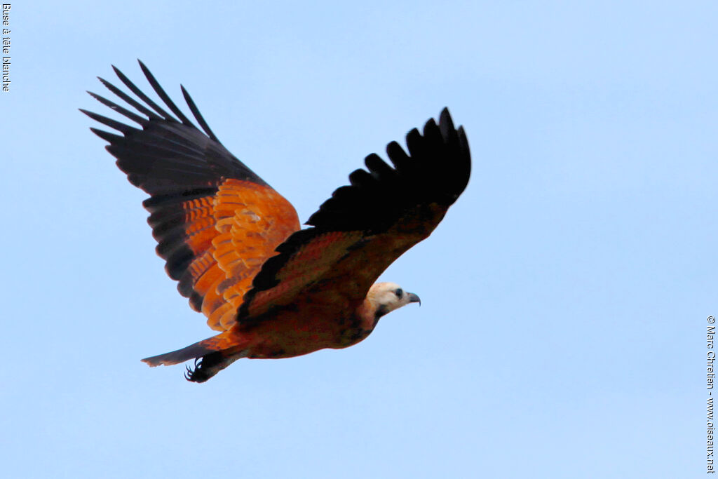 Black-collared Hawkadult