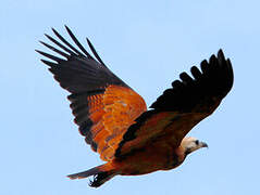 Black-collared Hawk