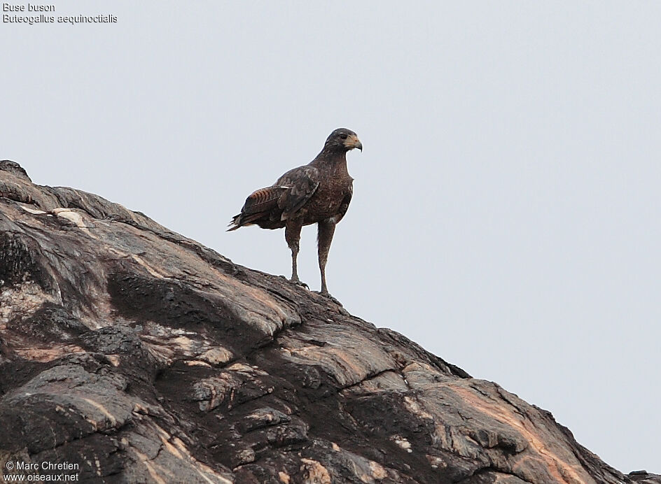 Rufous Crab Hawk