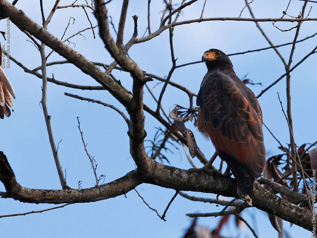 Rufous Crab Hawk