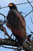 Rufous Crab Hawk