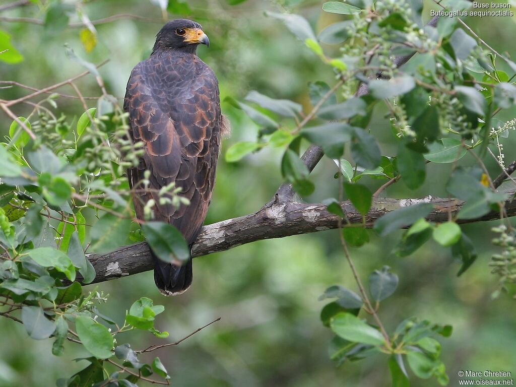 Rufous Crab Hawk