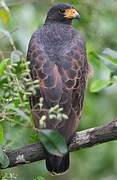 Rufous Crab Hawk