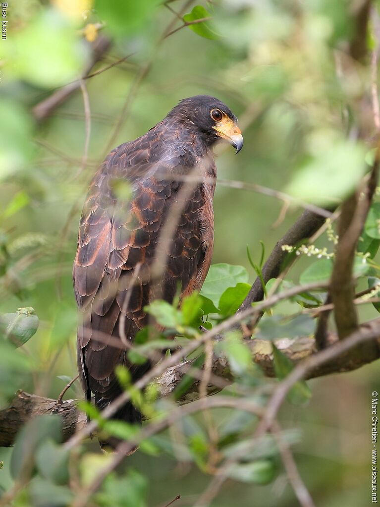 Rufous Crab Hawk