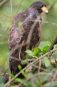 Rufous Crab Hawk