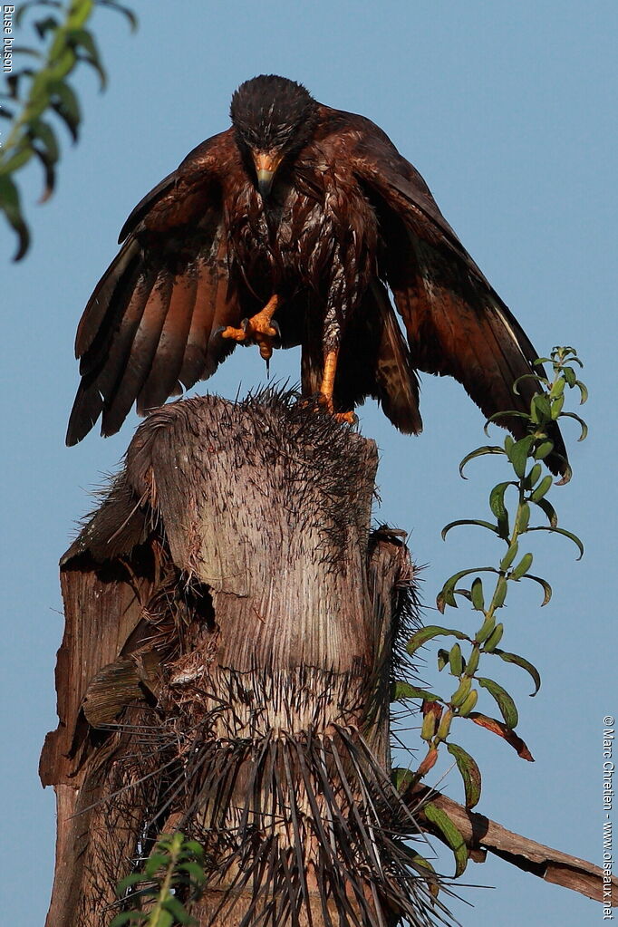 Rufous Crab Hawk