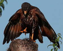 Rufous Crab Hawk