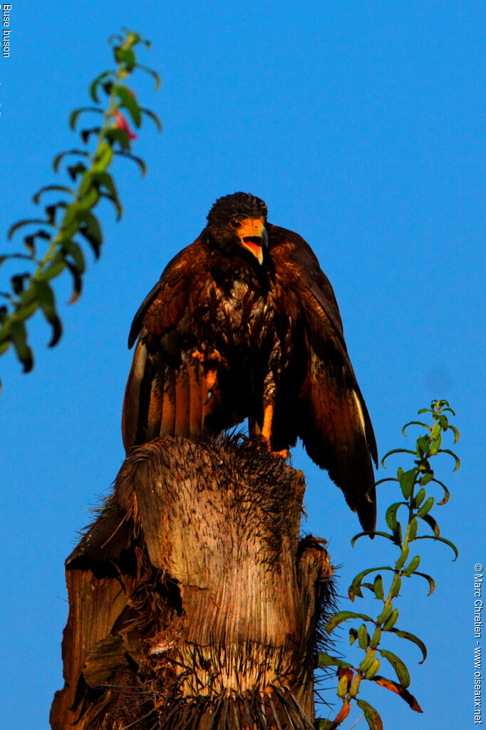 Rufous Crab Hawk