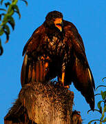 Rufous Crab Hawk