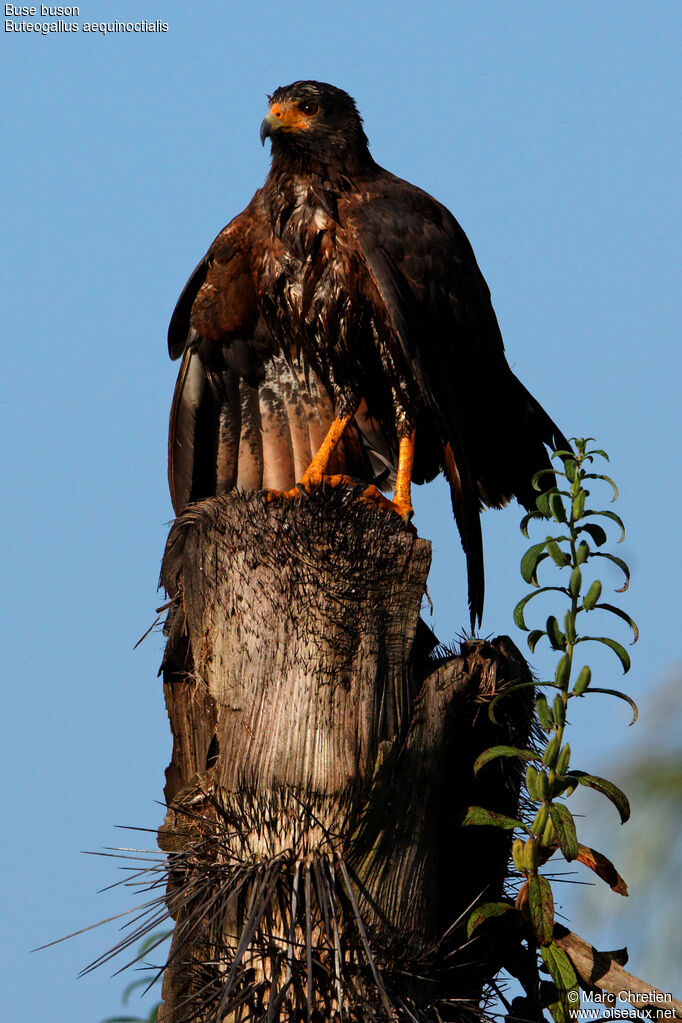 Rufous Crab Hawk